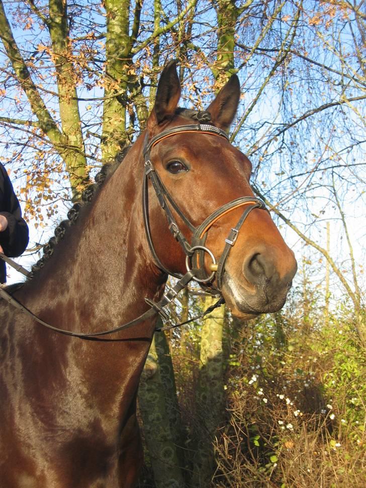 Dansk Varmblod Holmeriks Lancaster † billede 1