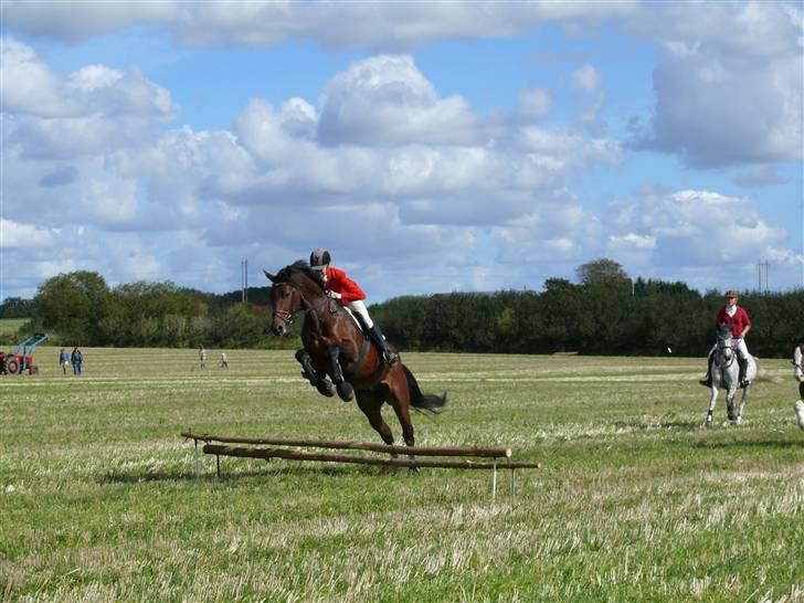 Dansk Varmblod Holmeriks Lancaster † billede 2