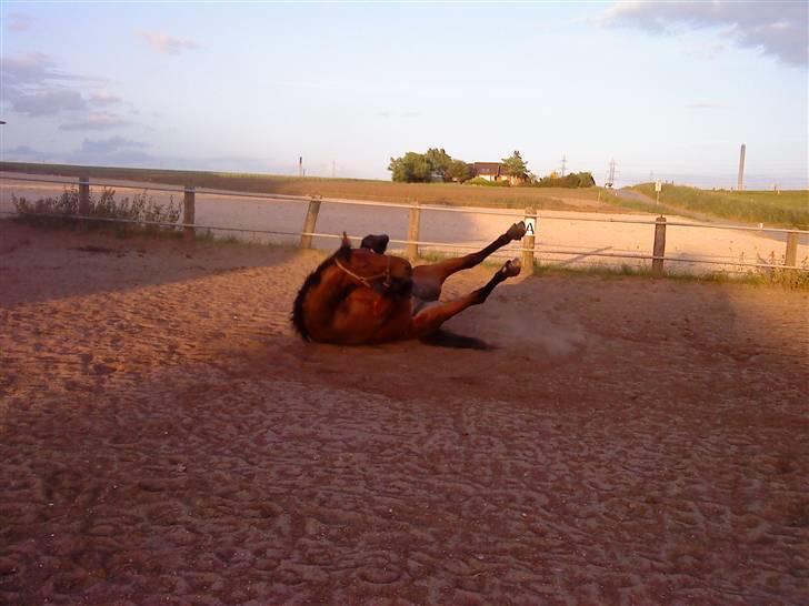 Dansk Varmblod Holmeriks Lancaster † billede 3