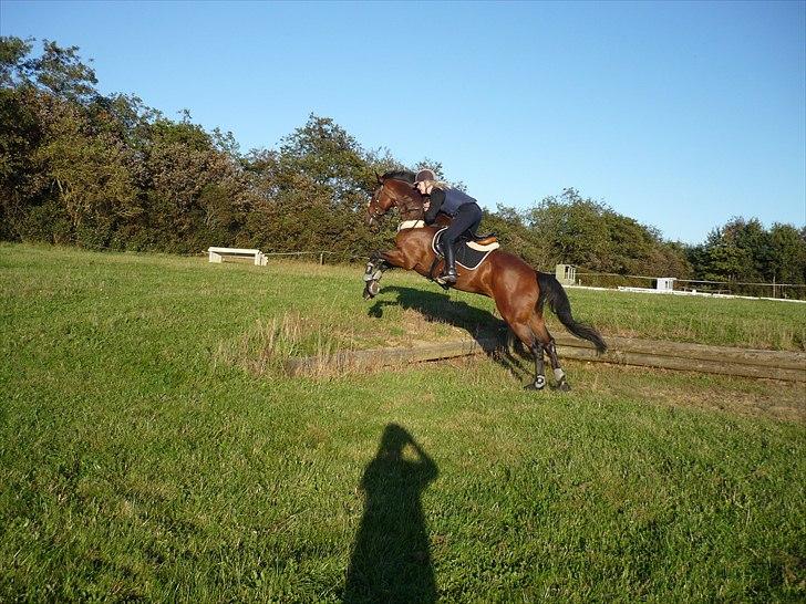 Dansk Varmblod Holmeriks Lancaster † billede 4