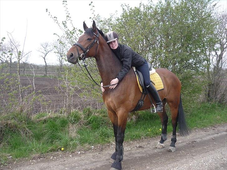 Dansk Varmblod Holmeriks Lancaster † billede 5