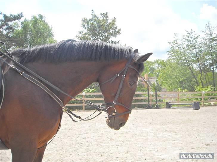 Hollandsk Varmblod Liza Aflivet d.29 oktober - velkommen il lizas profil ;D foto: mig billede 1