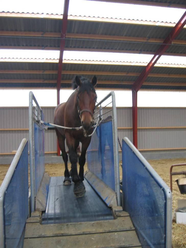 Dansk Varmblod Holmeriks Lancaster † billede 6