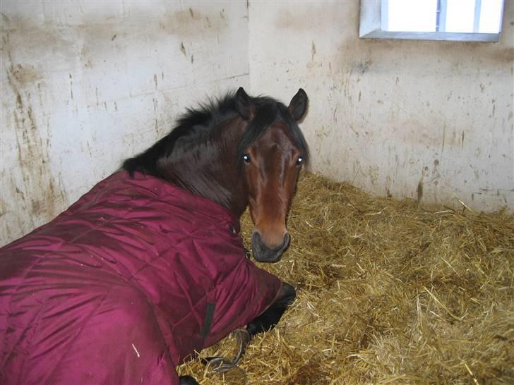 Dansk Varmblod Holmeriks Lancaster † billede 7