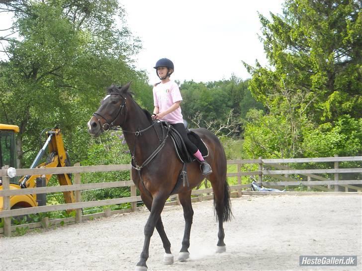 Hollandsk Varmblod Liza Aflivet d.29 oktober - mig og liza foto: emma billede 2