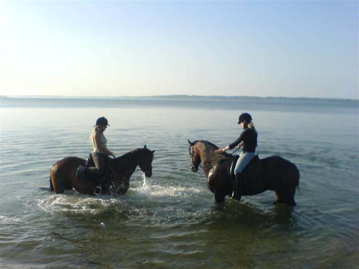 Dansk Varmblod Holmeriks Lancaster † billede 8