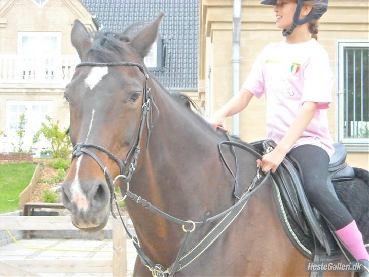 Hollandsk Varmblod Liza Aflivet d.29 oktober - hendes smukke hoved foto: emma billede 3