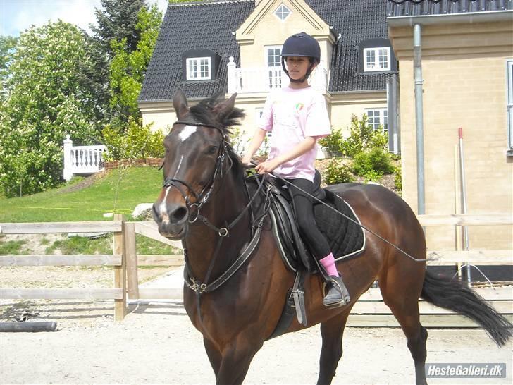 Hollandsk Varmblod Liza Aflivet d.29 oktober - her kommer vi. foto emma billede 4