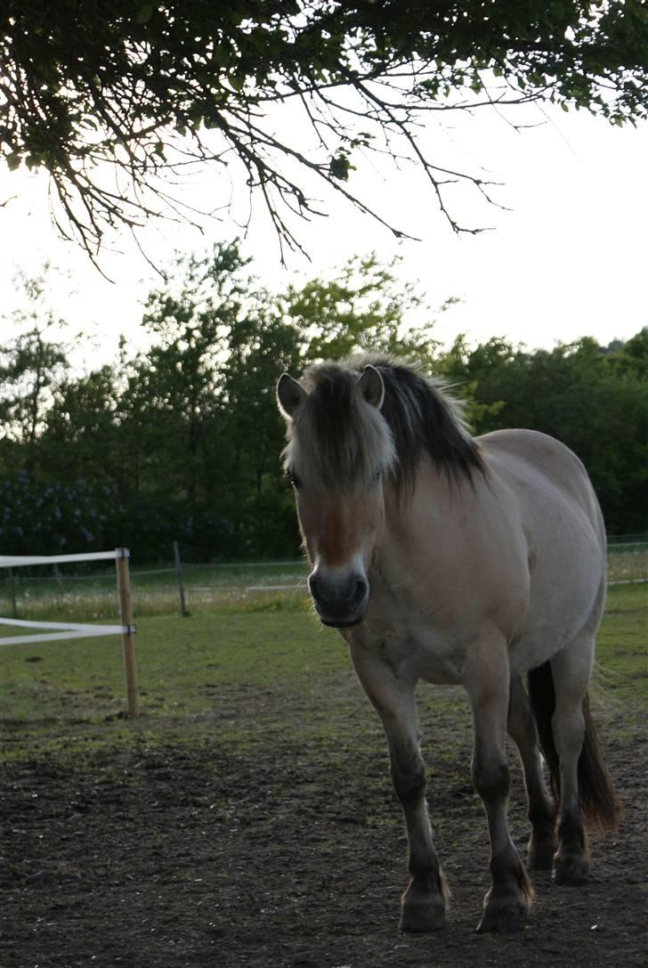 Fjordhest Robin <3  - ( 15 )  billede 15