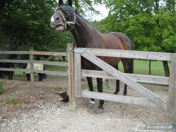 Hollandsk Varmblod Liza Aflivet d.29 oktober - haha foto: mig billede 5