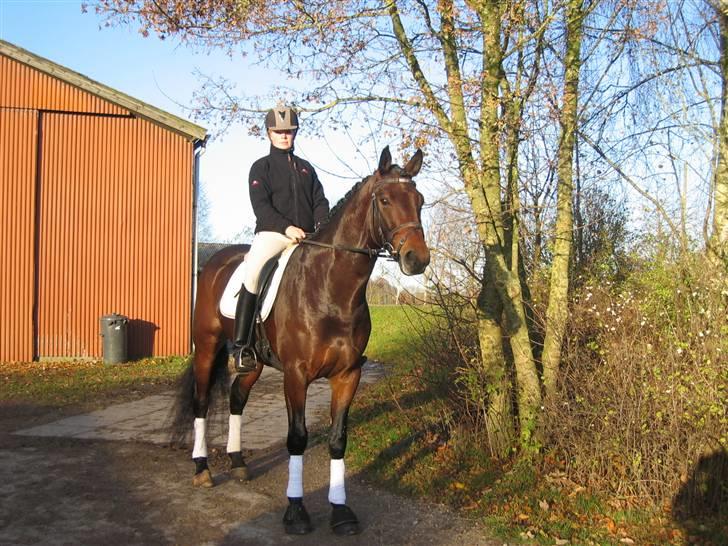 Dansk Varmblod Holmeriks Lancaster † billede 9