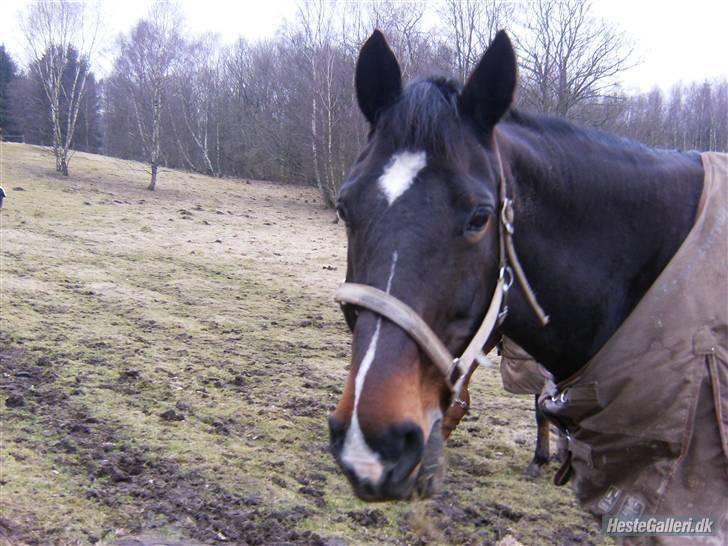 Hollandsk Varmblod Liza Aflivet d.29 oktober - hej foto: mig billede 6