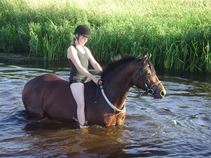 Dansk Varmblod Holmeriks Lancaster † billede 10