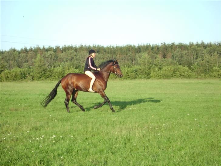 Dansk Varmblod Holmeriks Lancaster † billede 11