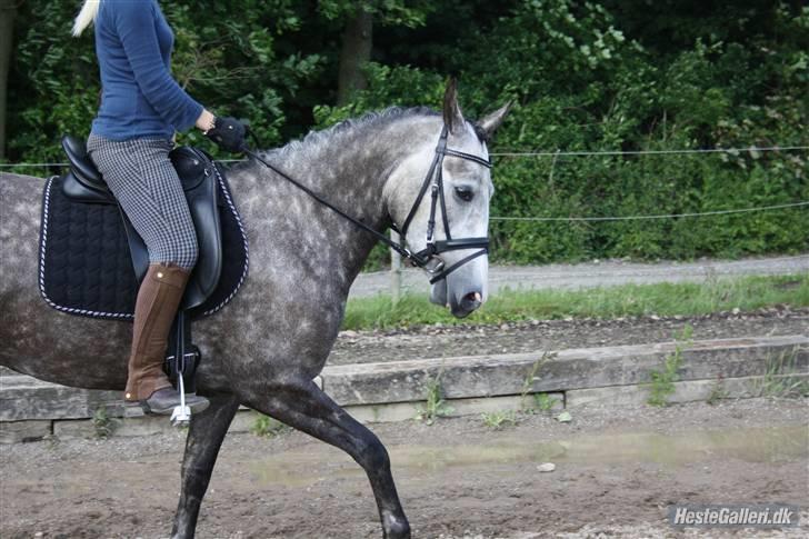 Hollandsk Sportspony Olympia *SOLGT* billede 11