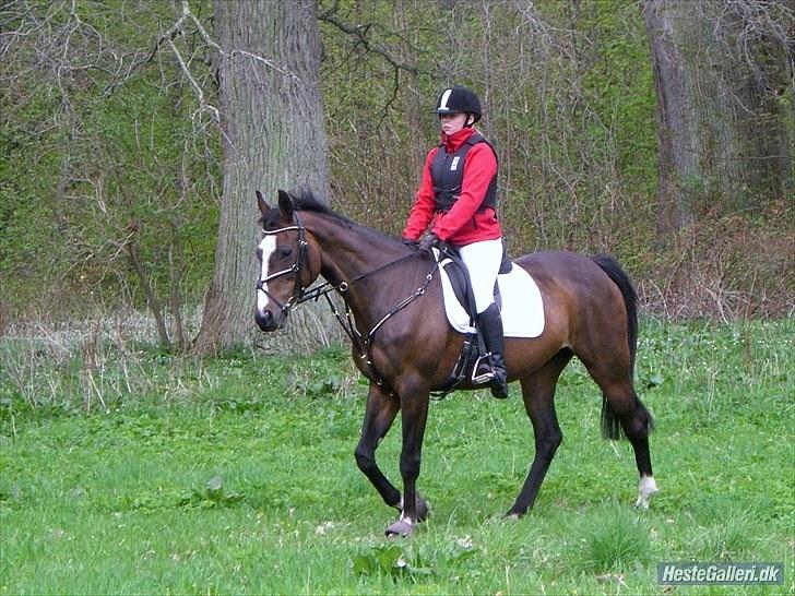 Dansk Varmblod Sundgårdens Rebell † - Rebell og jeg til vores første jagt sammen :´D Foto: Freja<3 billede 12