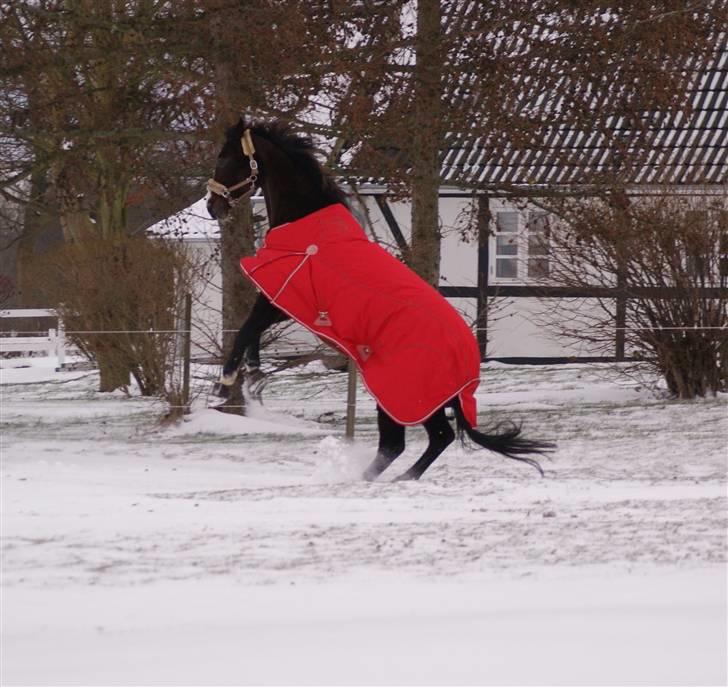 Dansk Varmblod Sundgårdens Rebell † - WOUW!!  Belle i årets første sne (Vild hesten) XD<3 billede 13