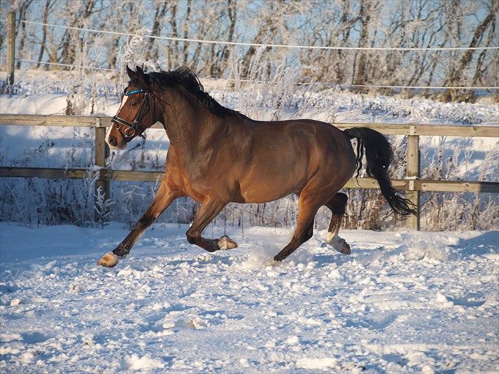 DSP Klintedalens Mikado *turboprins* - Mikado billede 2