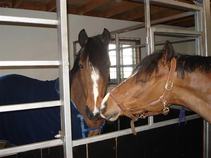 DSP Klintedalens Mikado *turboprins* - Her hilser han lige på alex. Mikado og alex er bedste venner billede 3