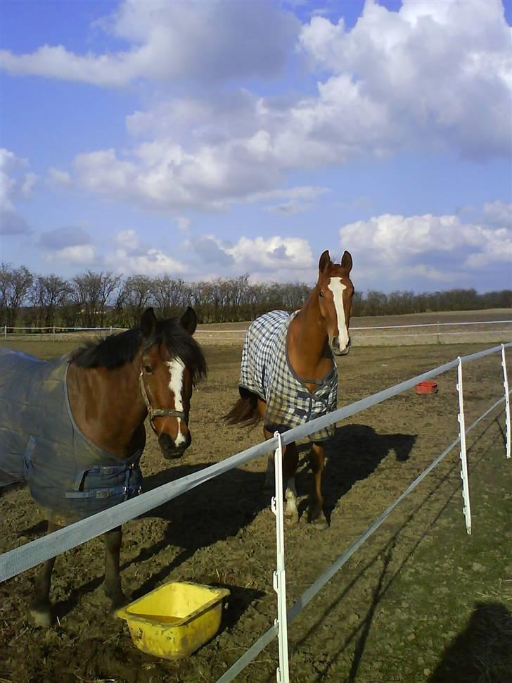 Anden særlig race Alex *gnu* - Her går han ude med tristan som jeg engang havde.  De var også perle venner. billede 4