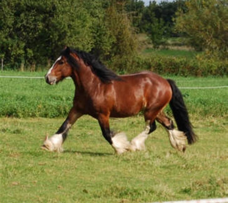 Irish Cob Bakkegårdens Blossom - farmand: Satin´s Royal Oak billede 16