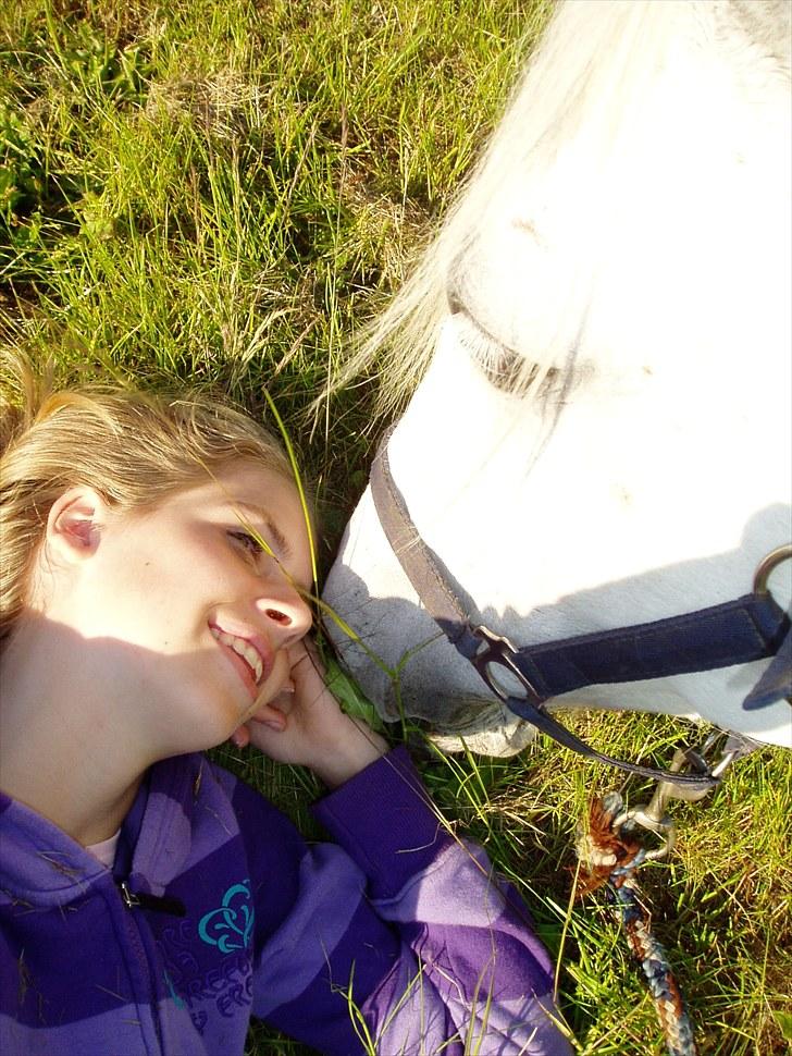Shagya Araber (SH) Silke Mellemgård  B-Pony - 3* Med dig kan jeg ALT<33 billede 3