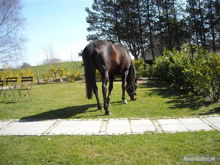 Hollandsk Varmblod Liza Aflivet d.29 oktober - liza går frit i forhaven ;D foto: emma billede 7