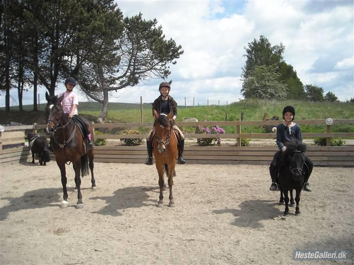 Hollandsk Varmblod Liza Aflivet d.29 oktober - trip trap træsko fra venstre: peanut klemmer sig lige ind, liza, zarahby og anton. foto: sarah billede 8