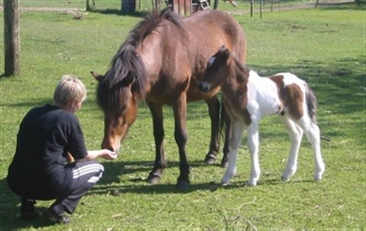 Islænder Thokki billede 1
