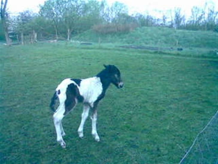 Islænder Thokki billede 2