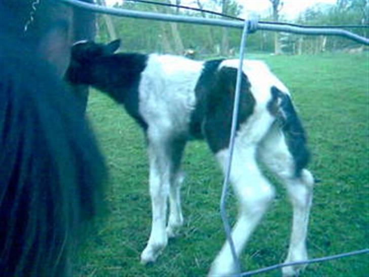 Islænder Thokki billede 3