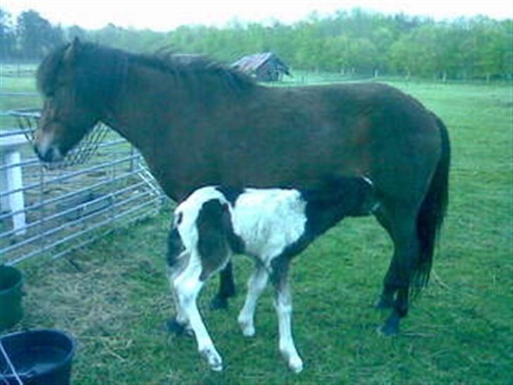 Islænder Thokki billede 4