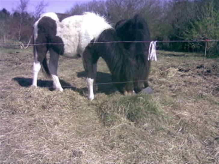 Islænder Thokki - 3/4 år gammel. Thokki er stadig hingst, går sammen med en drægtig hoppe. Det er forår, men stadig for koldt til kastraktionen. billede 5