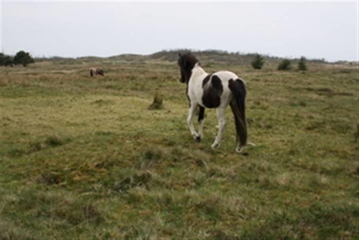Islænder Thokki - Tidligt på sommer 09 - på den store sommerfold i Nationalparken. billede 6