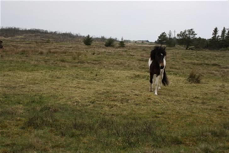 Islænder Thokki billede 7