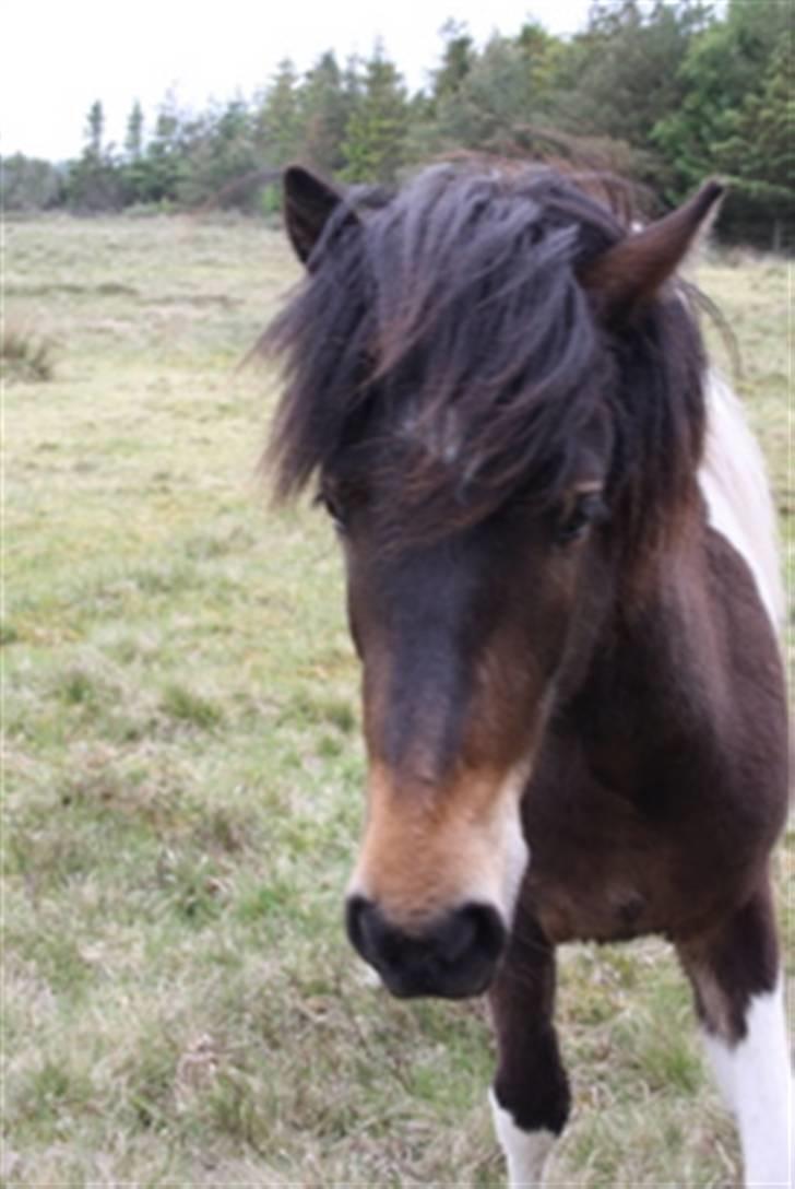 Islænder Thokki billede 8