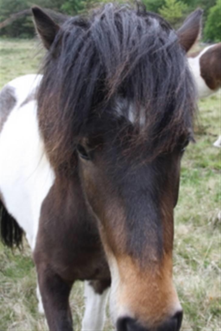 Islænder Thokki billede 9