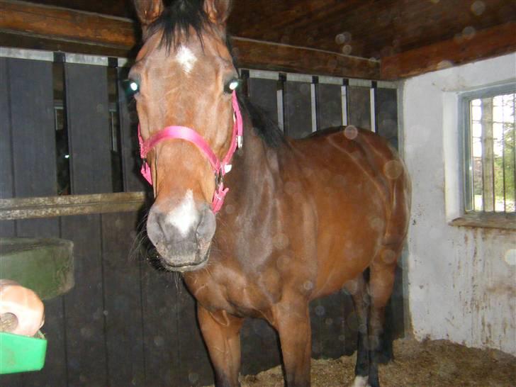 Anden særlig race Sheza - Leveret tilbage   billede 13