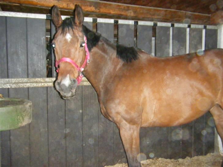 Anden særlig race Sheza - Leveret tilbage   - Jep, jeg er endelig blevet tykkere ;) Mangler stadig en del, og så bygger vi musklerne op. billede 14