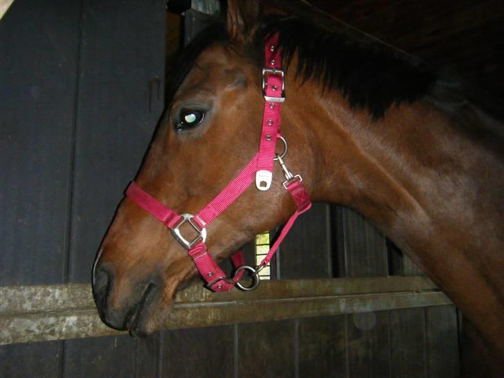 Anden særlig race Sheza - Leveret tilbage   billede 15