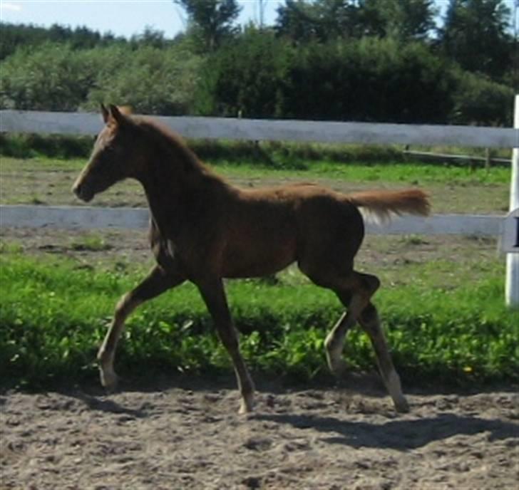 Welsh Partbred (Sec F) Englykke's Mercedes billede 1