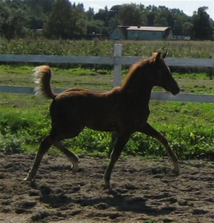 Welsh Partbred (Sec F) Englykke's Mercedes billede 2