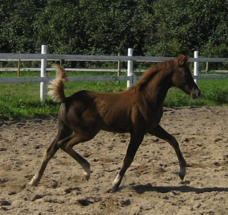 Welsh Partbred (Sec F) Englykke's Mercedes billede 3
