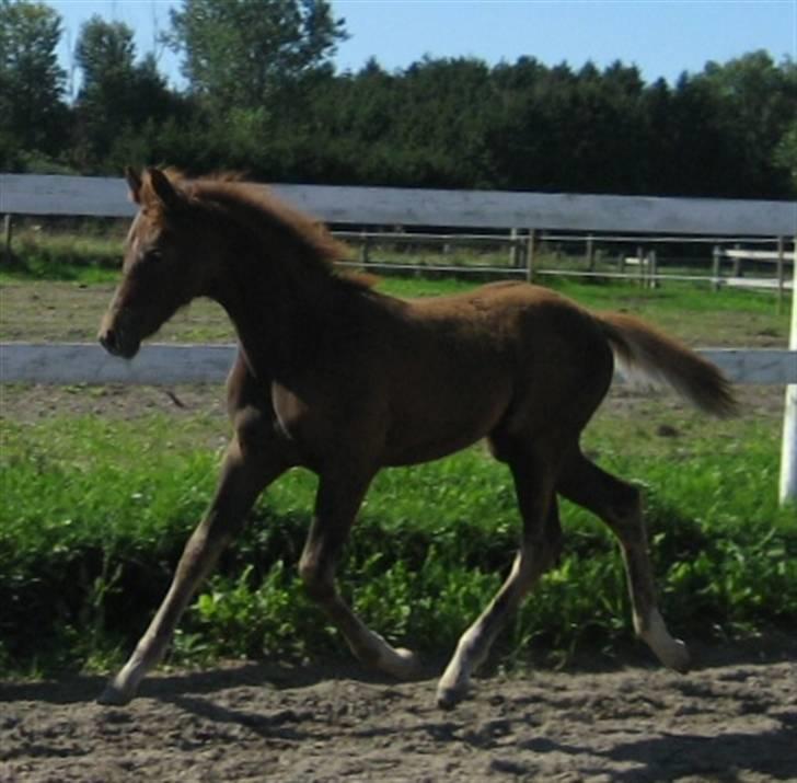 Welsh Partbred (Sec F) Englykke's Mercedes billede 4