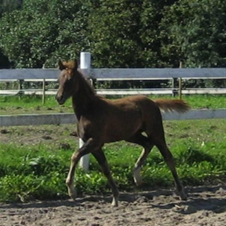 Welsh Partbred (Sec F) Englykke's Mercedes billede 5