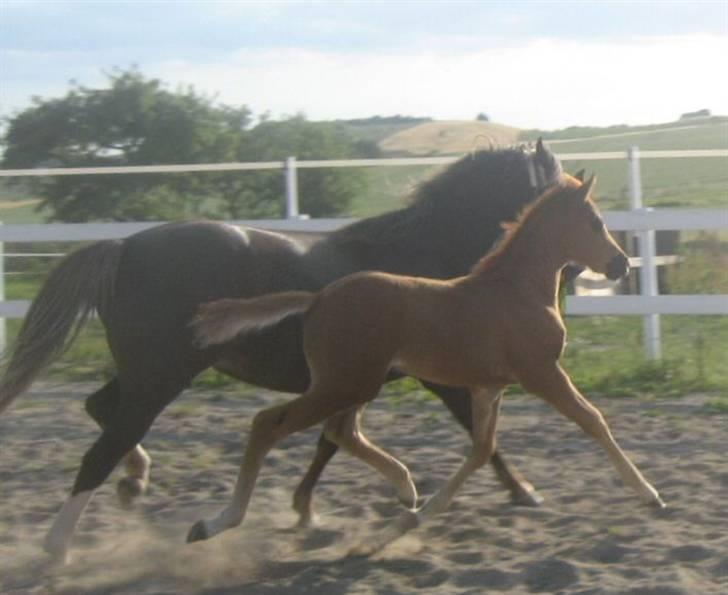 Welsh Partbred (Sec F) Englykke's Mercedes billede 6