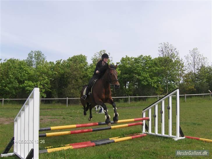 Anden særlig race Tøsen billede 18