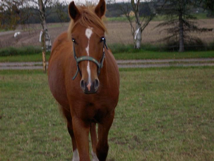 New Forest Clyde- {SOLGT} - Guldklumpen billede 1