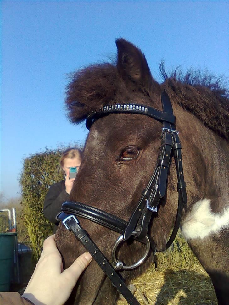 Shetlænder tornado *solgt* billede 15