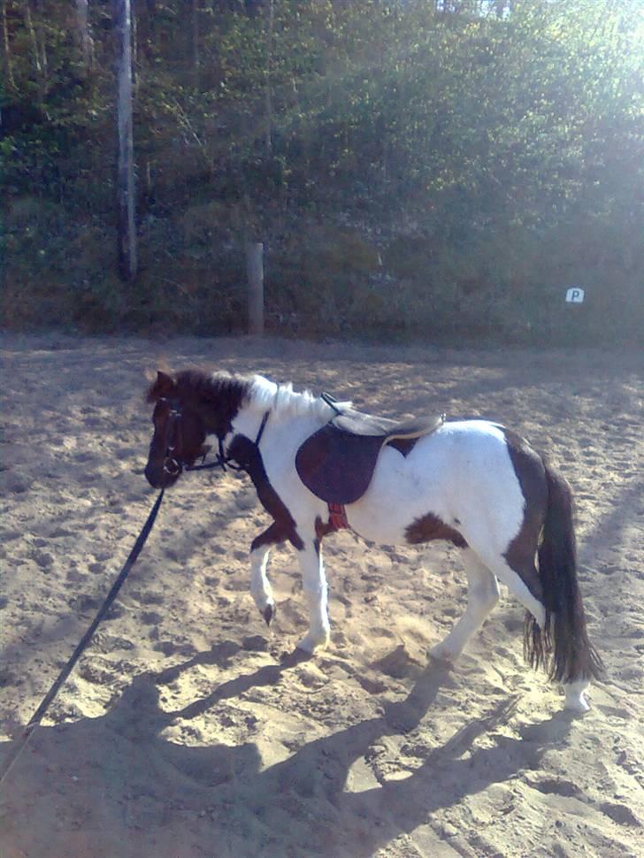 Shetlænder tornado *solgt* billede 16